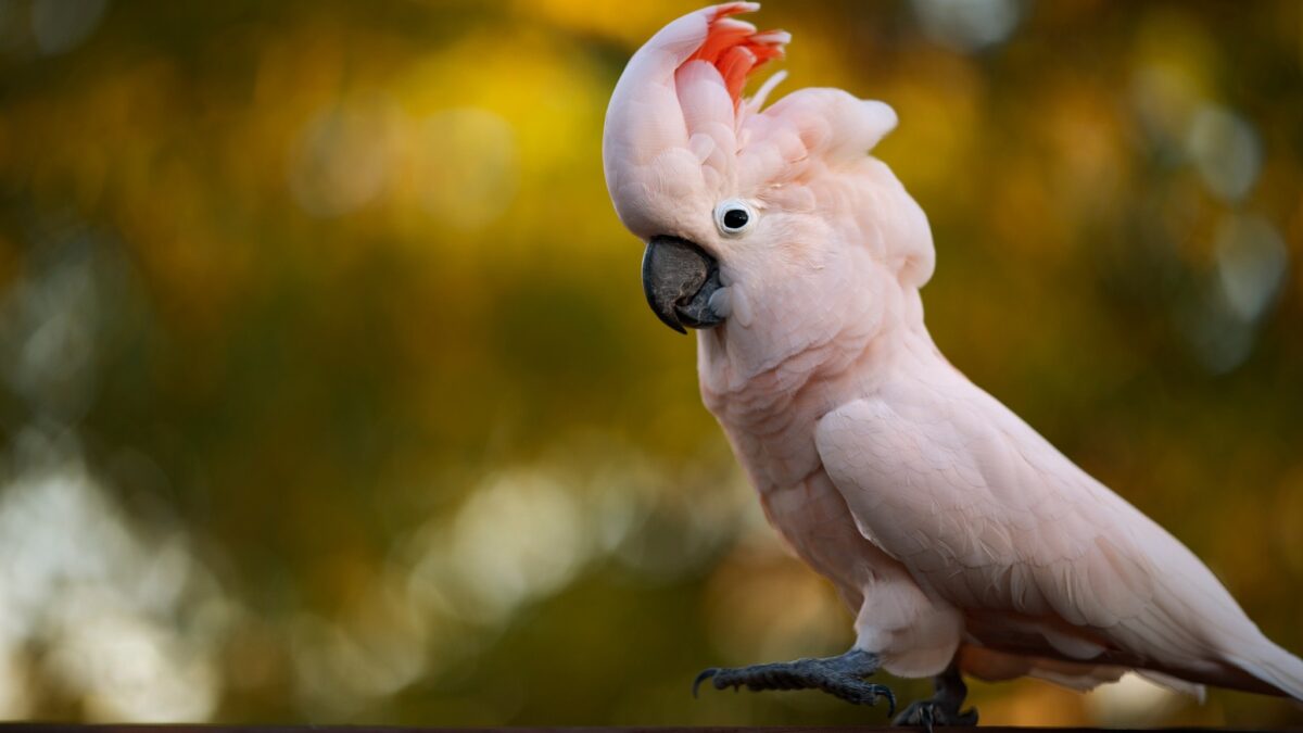 Molukkenkakadu (Salmon-crested Cockatoo)