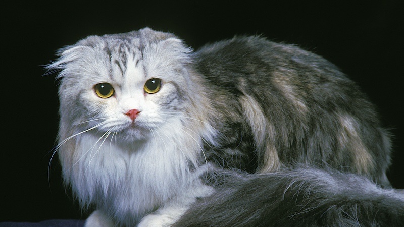 Langhaarige Schottische Faltohrkatze