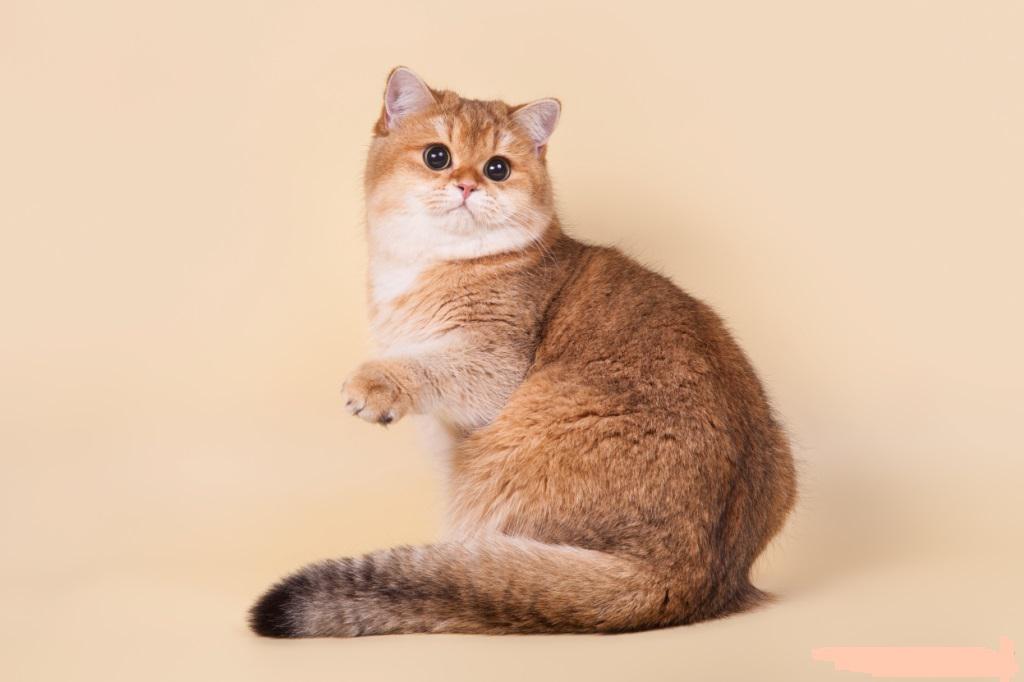 Schottische Geradeohrkatze
