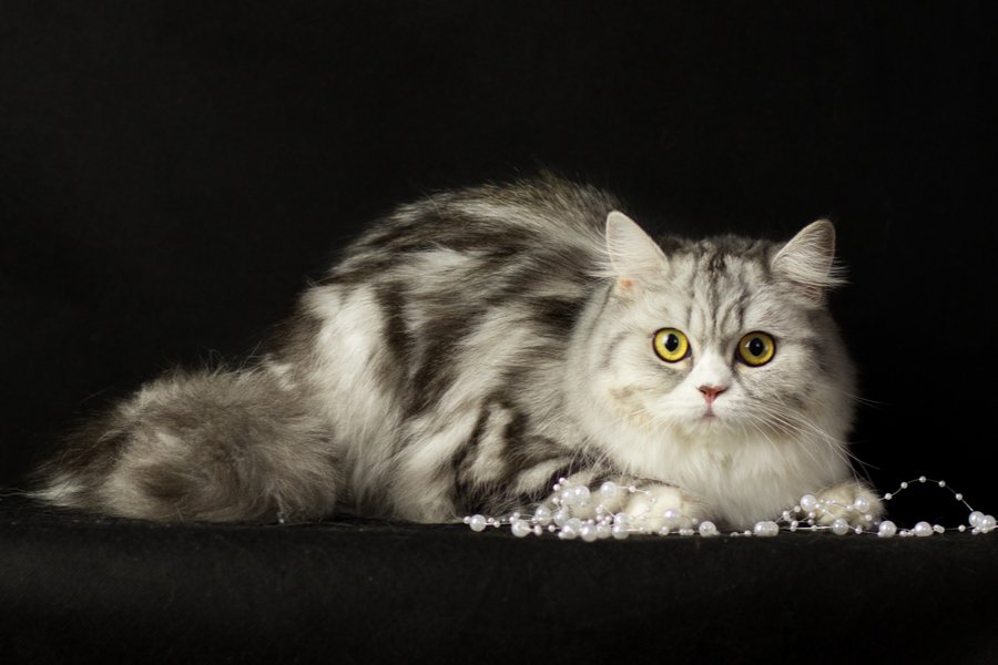 Langhaarige Schottische Geradeohrkatze