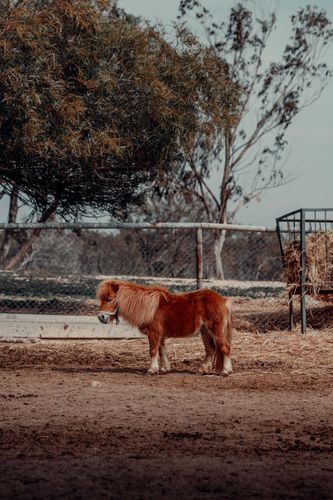 Shetlandpony