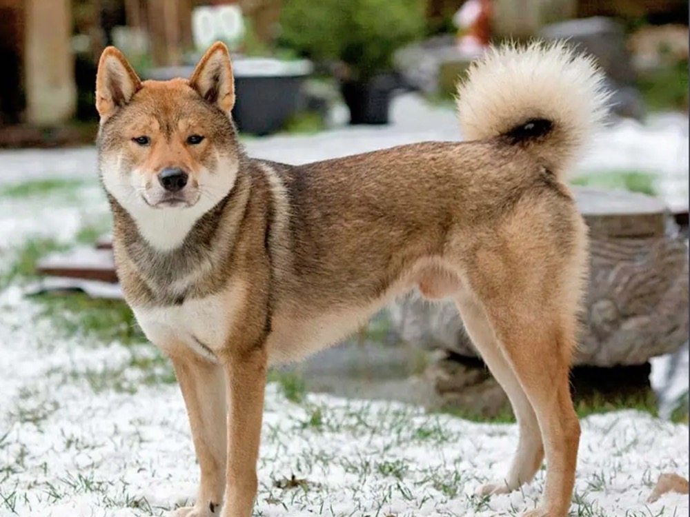 犬の品種と飼育ガイド