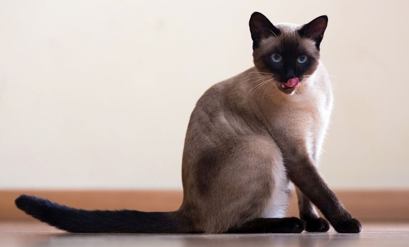 Siamkatze