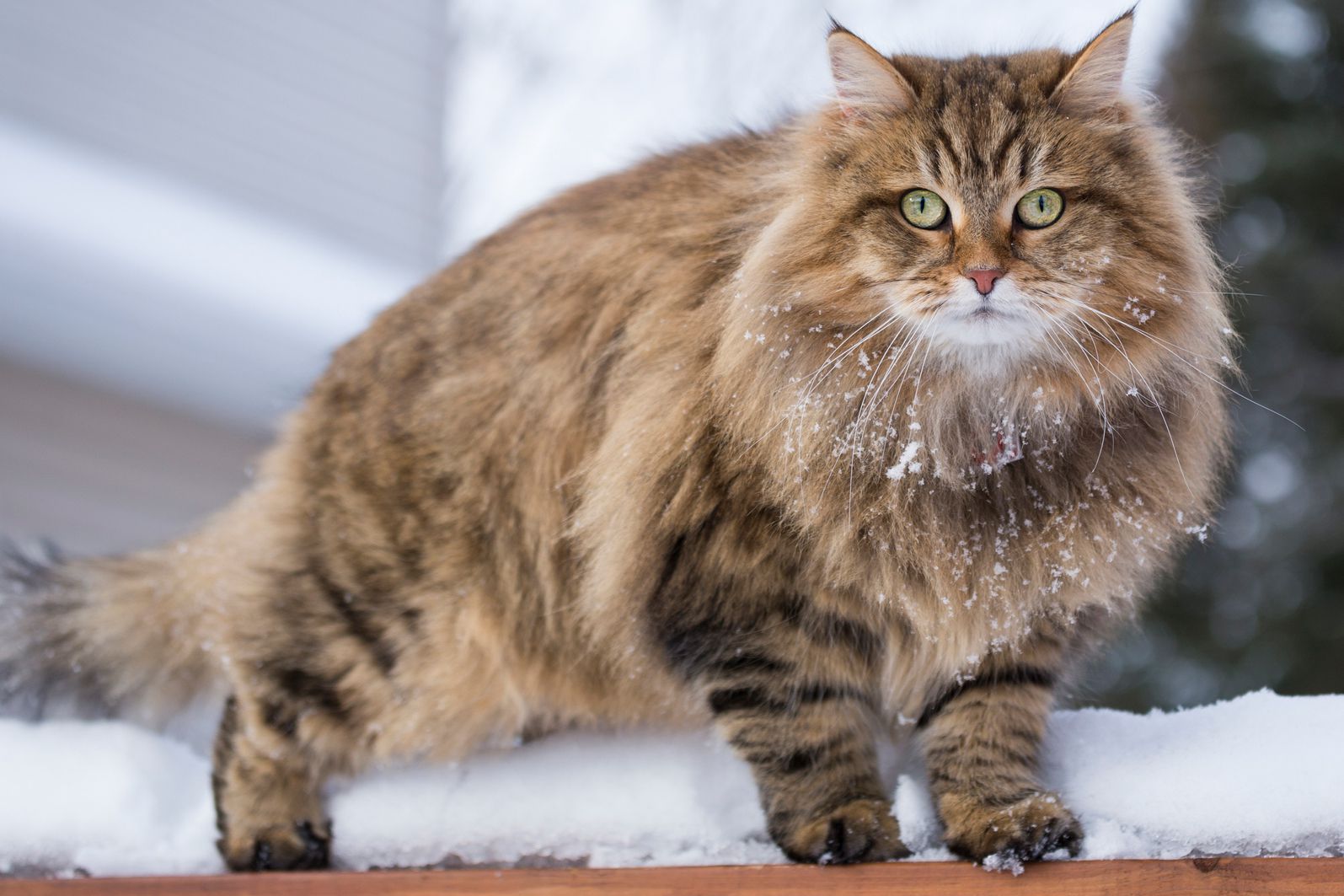 Sibirische Katze
