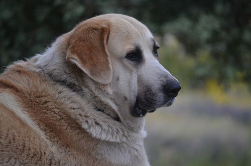 Spanischer Mastiff