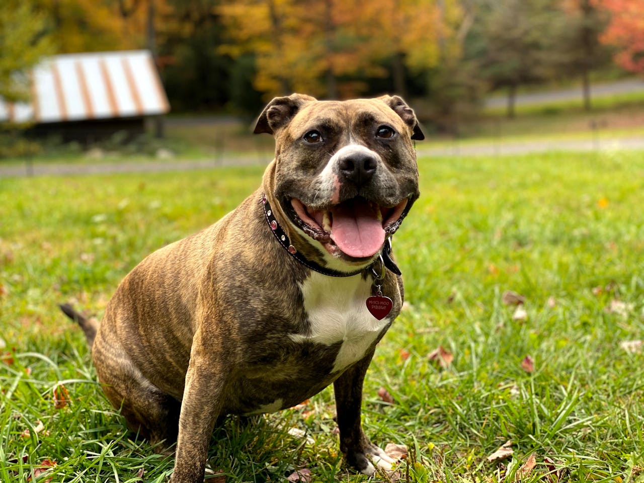 Staffordshire Bullterrier