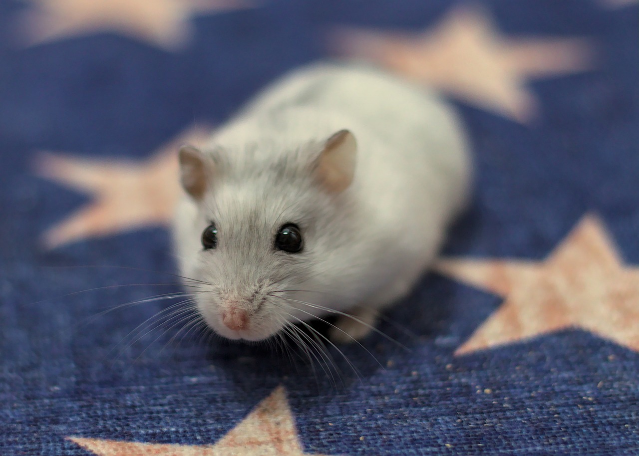 Djungarian Hamster - Winter White Dwarf Hamster