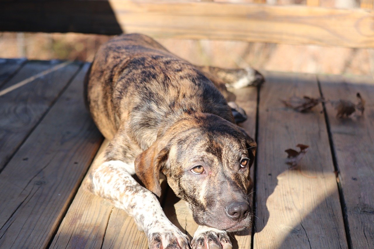 Treeing Tennessee Brindle