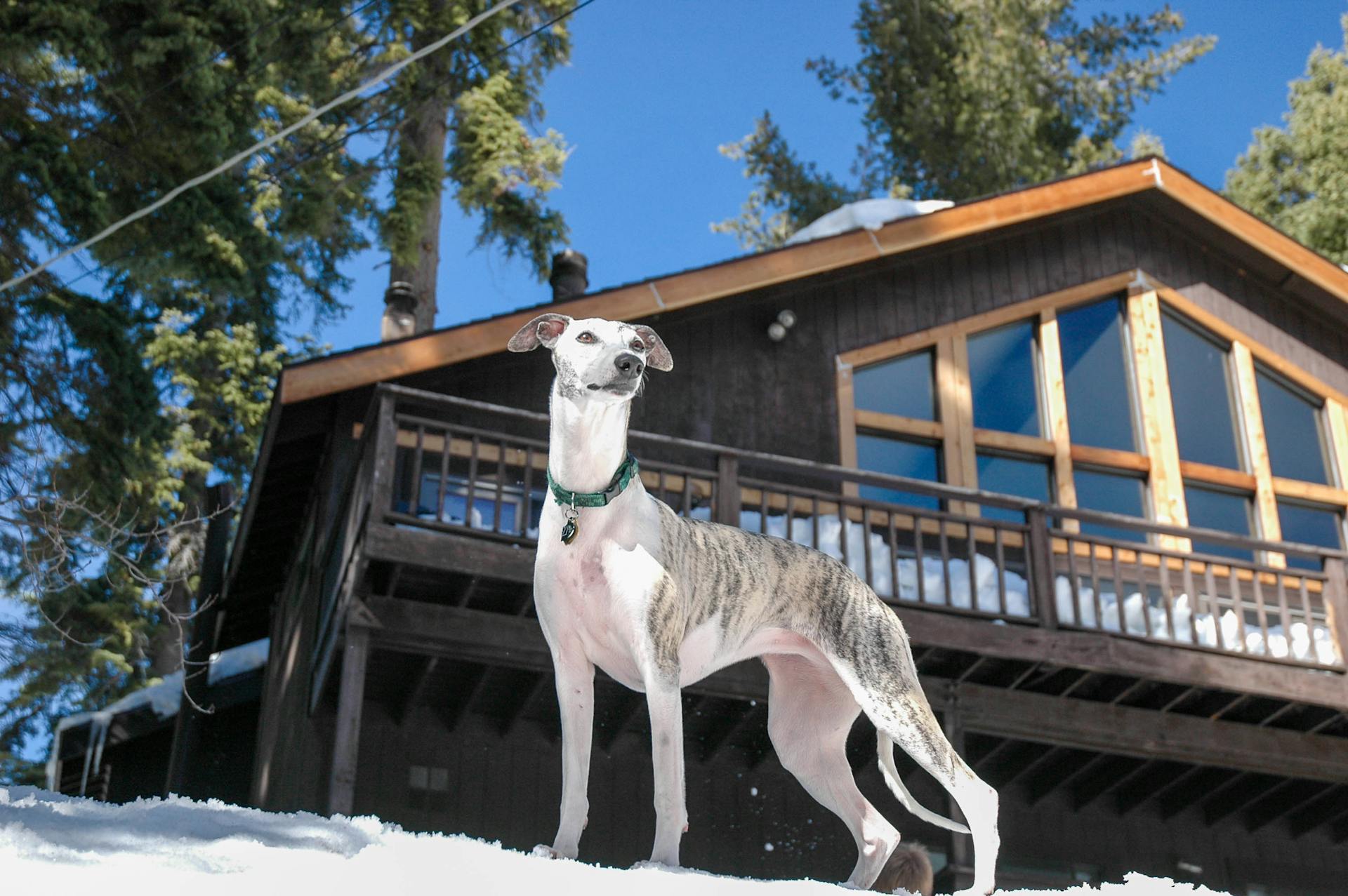 Whippet