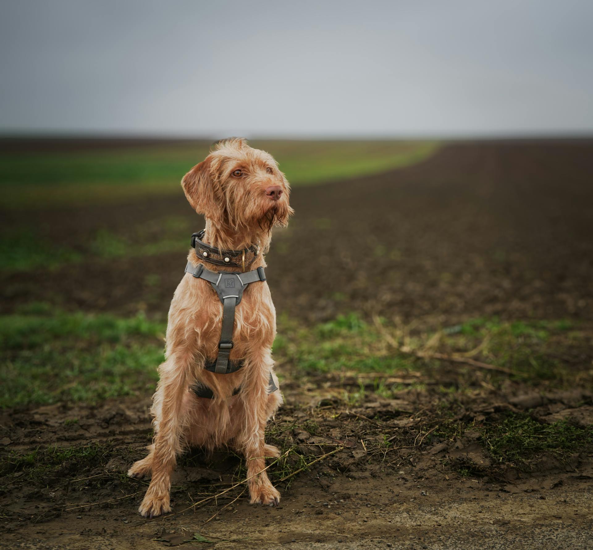 Wirehaired Vizsla