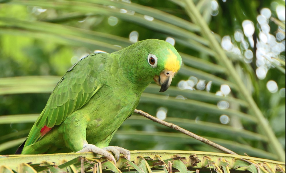 Gelbkopfamazone (Amazona ochrocephala): Der sprechende Papagei