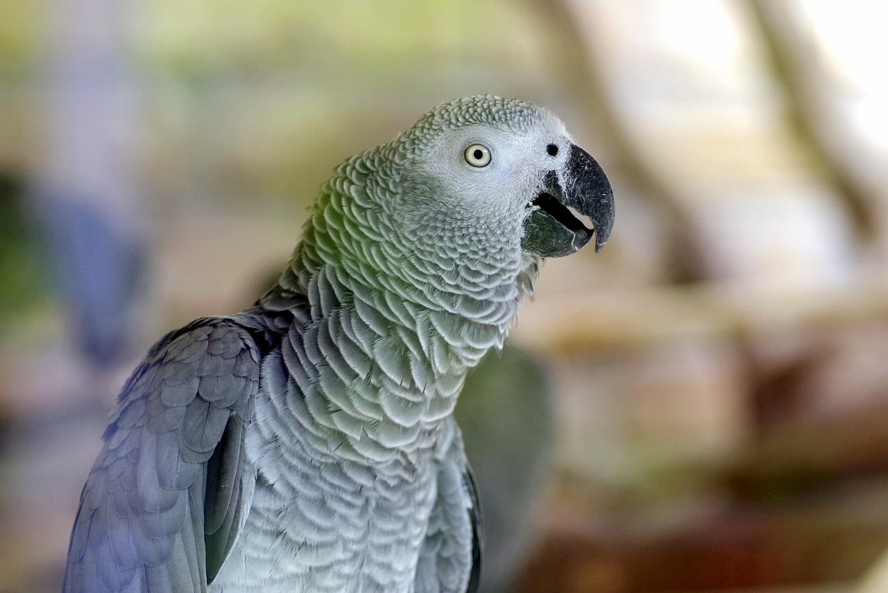 6 Things You Must Know Before Getting an African Grey Parrot