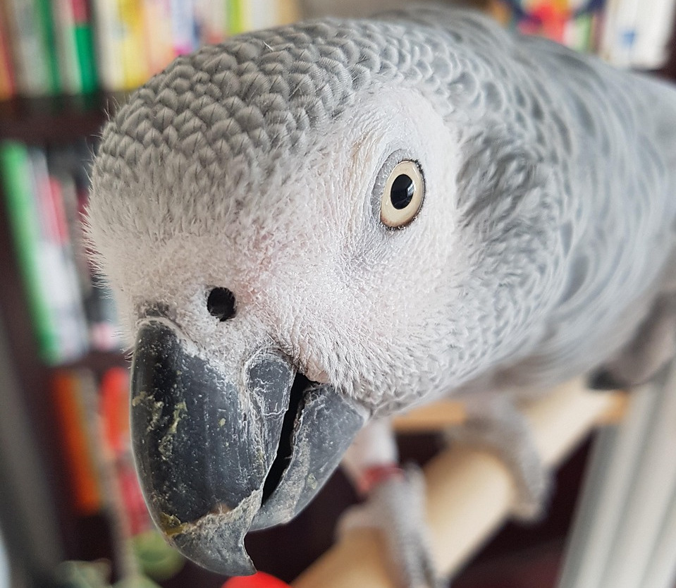 What Do African Grey Parrots Eat? A Complete Diet Guide