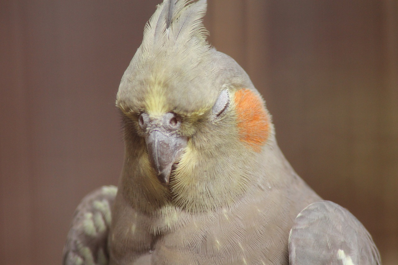 cockatiel-7381857_1280.jpeg