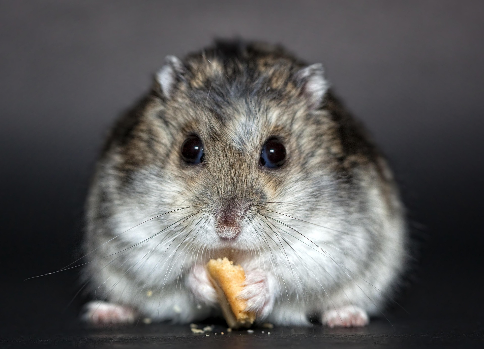 hamster-1772742_1920.jpg
