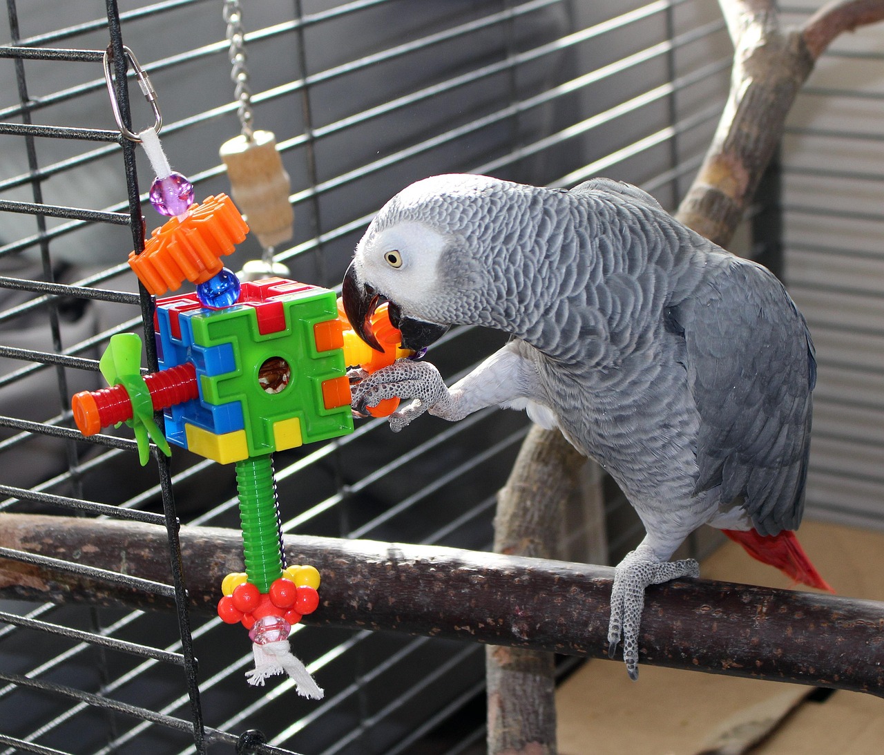 jaanasaksman-parrot-4782216_1280.jpg