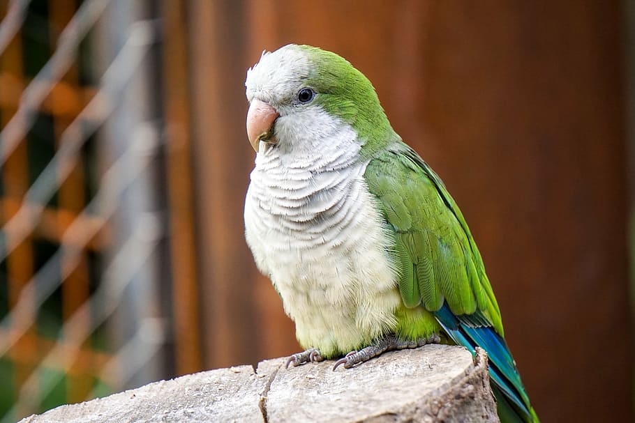 monk-parakeet.jpg