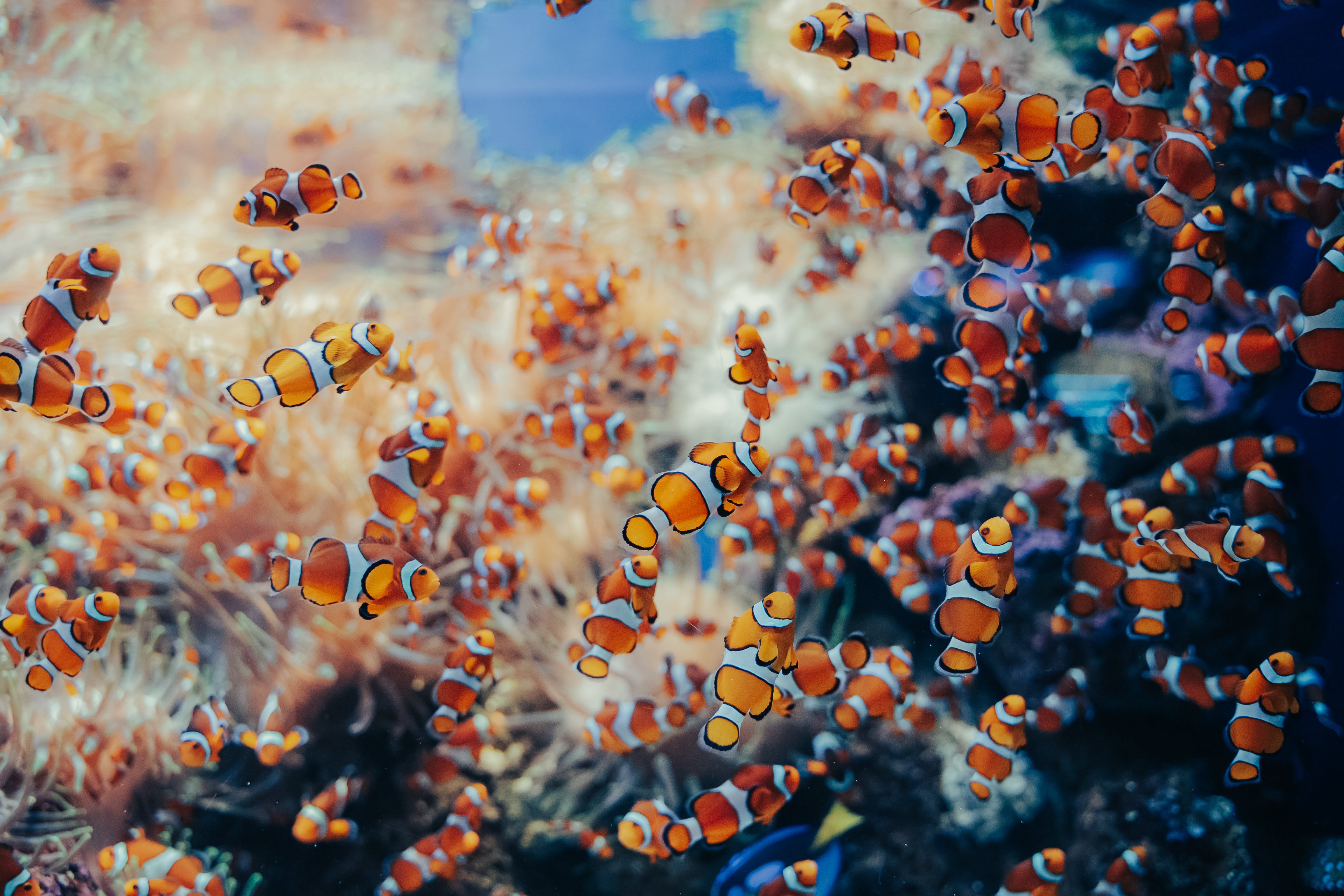 pexels-benni-fish-17528255.jpeg