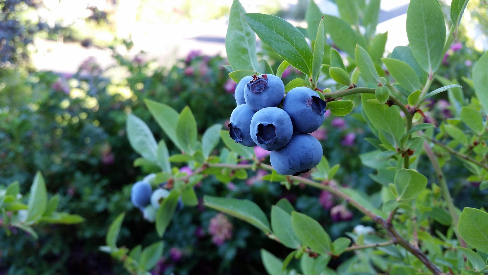 rubel-blueberry-2918485_1920.jpg