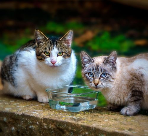 猫が水をあまり飲まない理由とは？忙しい飼い主のための飲水ケアガイド