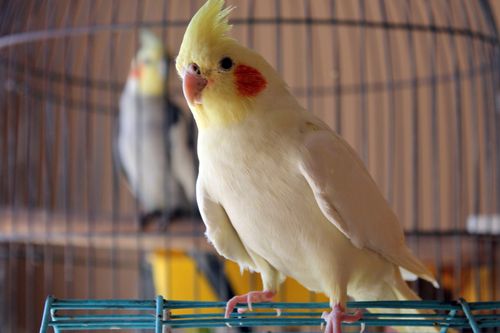7 Most Popular Pet Parrot Species