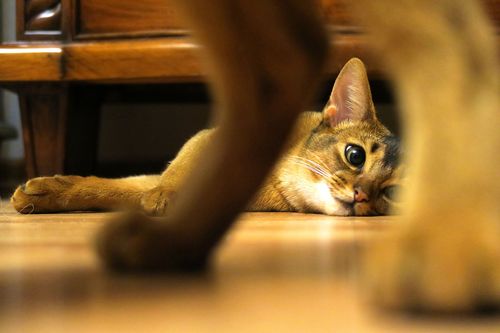 猫のIQテスト？知能が高い猫の品種トップ5を解説！